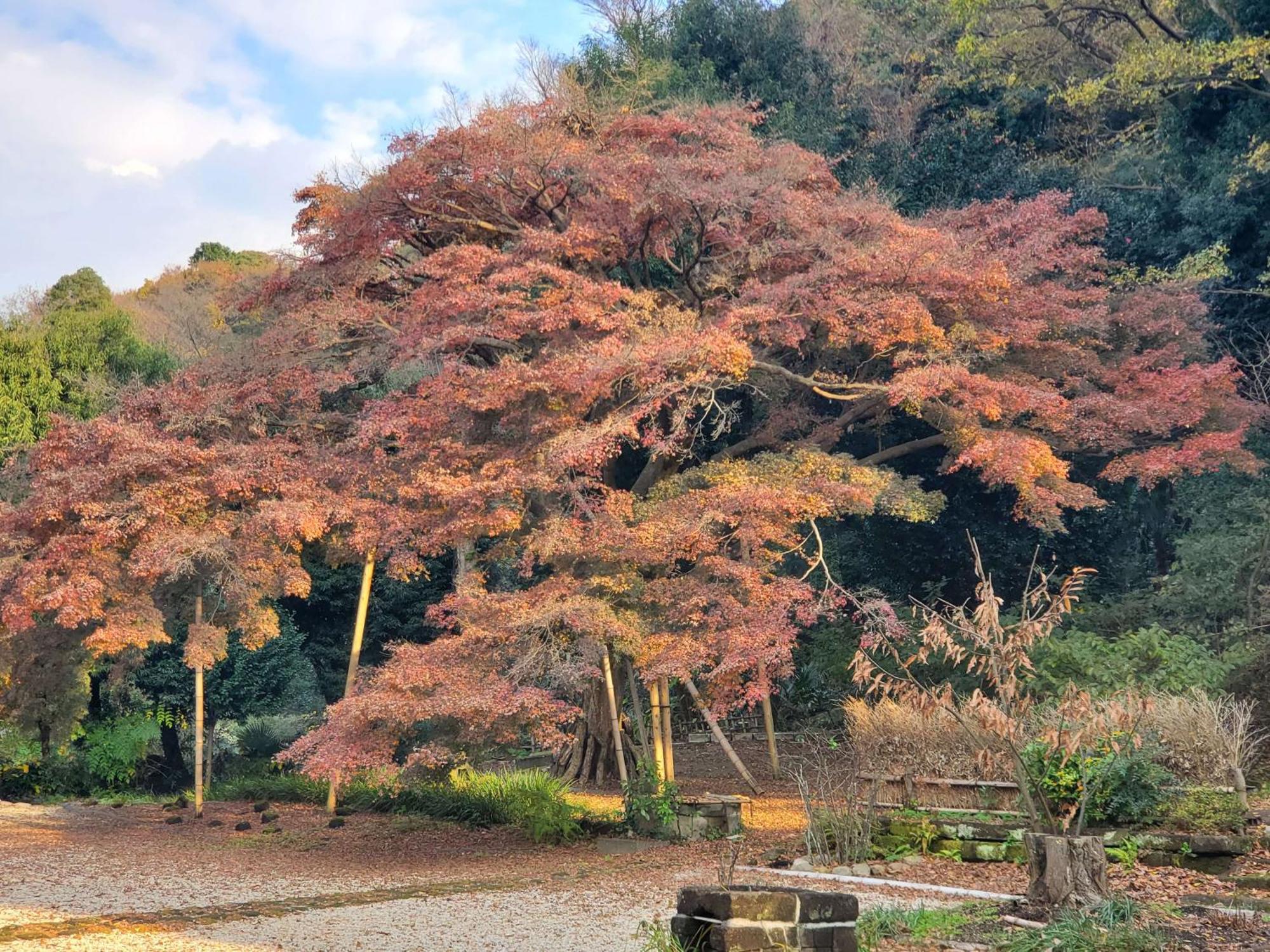 Вилла 甘糟屋敷 Amakasu Yashiki Камакура Экстерьер фото