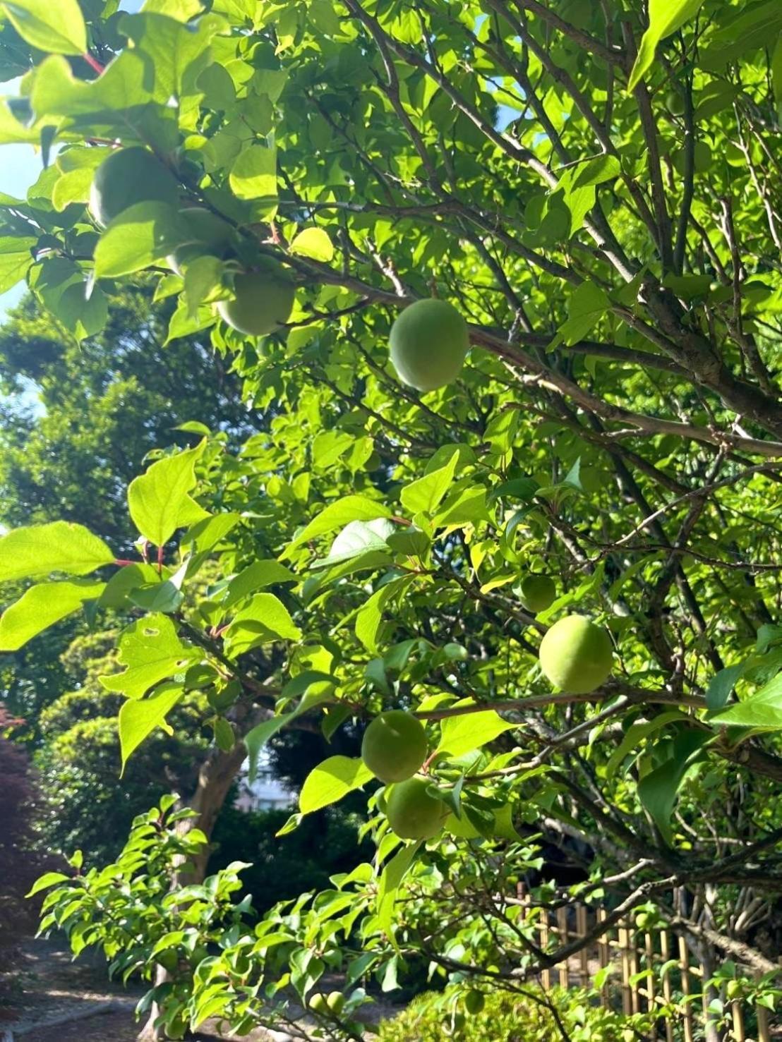 Вилла 甘糟屋敷 Amakasu Yashiki Камакура Экстерьер фото