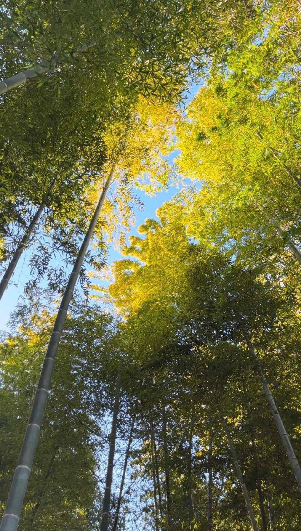 Вилла 甘糟屋敷 Amakasu Yashiki Камакура Экстерьер фото
